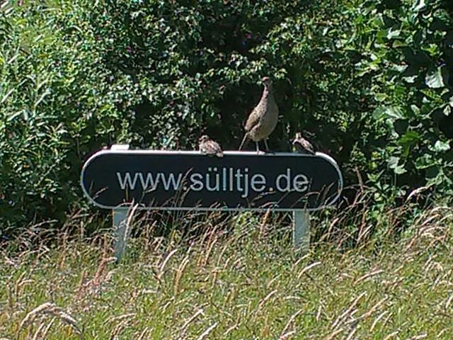 Huus Suelltje Loogkieker